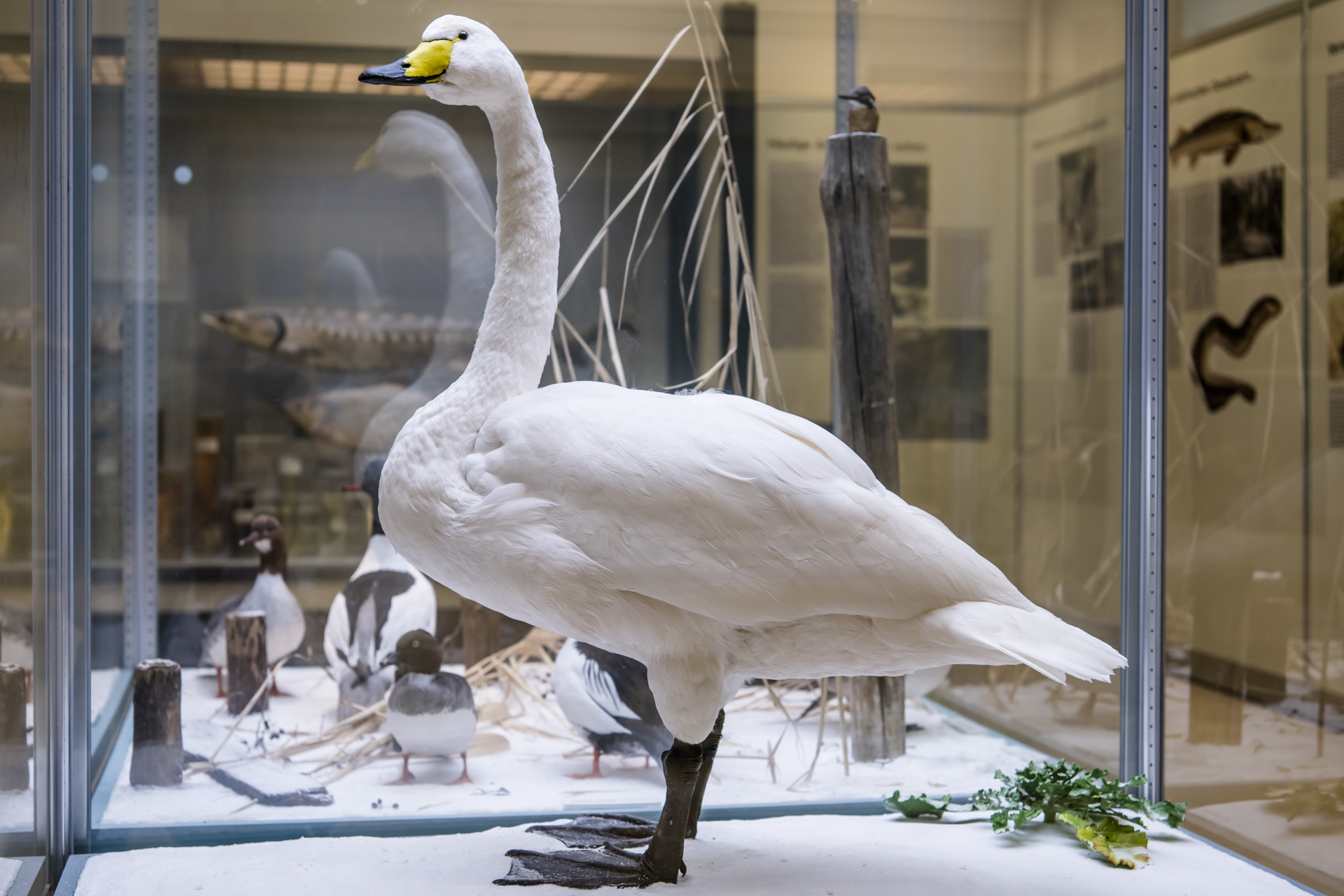 Führung zwischen Frühstück und Gänsebraten im Naturkundemuseum Potsdam 