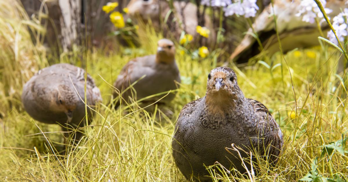 „Natur des Jahres 2026“ wird am 3. Februar in der Grünen Stunde für ...