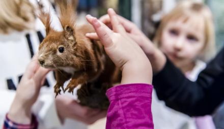 Hier sieht man Kinder die ein präpariertes Eichhörnchen streicheln.