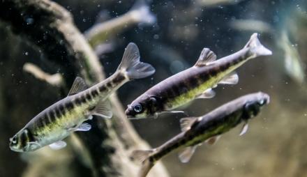 Elritzen im Aquarium, Foto: D. Marschalsky, Lizenz: Naturkundemuseum Potsdam