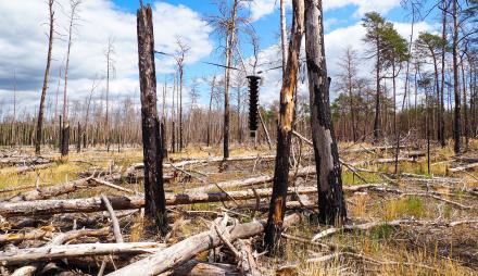 Foto: H. Hartong, Lizenz: H. Hartong