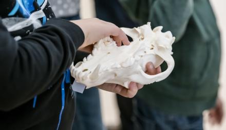 Kind mit Schädel eines Wolfes, Foto: David Marschalsky, Lizenz: NKMP