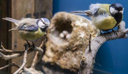 Foto: David Marschalsky, Lizenz: Naturkundemuseum Potsdam