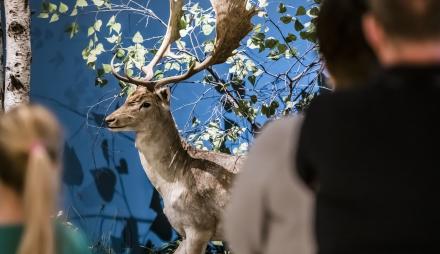 Damhirsch mit weiß gepunkteten Fell, Foto: David Marschalsky, Lizenz: Naturkundemuseum Potsdam Damhirsch mit weiß gepunkteten Fell, Foto: David Marschalsky, Lizenz: Naturkundemuseum Potsdam