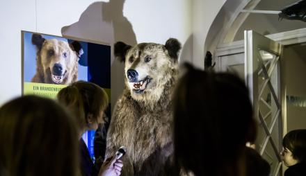 Nachts im Museum den Braunbären besuchen, Foto: D. Marschalsky, Lizenz: Naturkundemuseum Potsdam