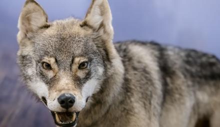 Der Wolf - ein Star im Naturkundemuseum Potsdam, Foto: D. Marschalsky, Lizenz: Naturkundemuseum Potsdam