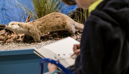 Tieren künstlerisch nahe kommen im Naturkundemuseum Potsdam, Foto: D. Marschalsky, Lizenz: Naturkundemuseum Potsdam