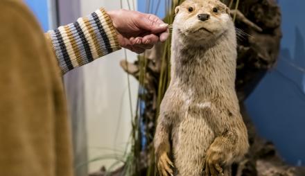 Ottertasthaare werden erfühlt, Foto: David Marschalsky, Lizenz: Naturkundemuseum Potsdam