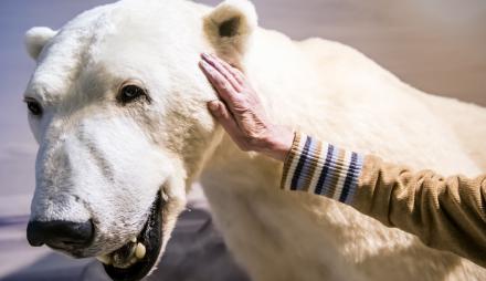 Wie fühlt sich das Fell des Eisbären an?, Foto: D. Marschalsky, Lizenz: Naturkundemuseum Potsdam