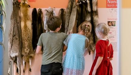 Wie fühlen sich die unterschiedlichen Tierfelle an?, Foto: D. Marschalsky, Lizenz: Naturkundemuseum Potsdam