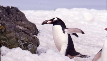 Pinguin in der Antarktiv, Foto: Dr. Javier Gonzalez , Lizenz: Dr. Javier Gonzalez