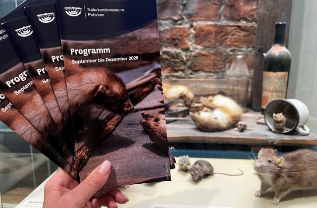 Programmheft September bis Dezember 2026 mit Steinmardern