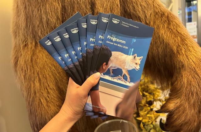 Programmheft Januar bis März 2026