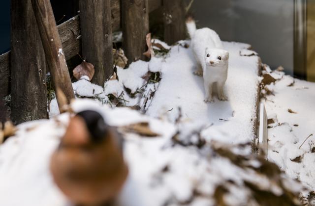 Hermelin im Winterfell