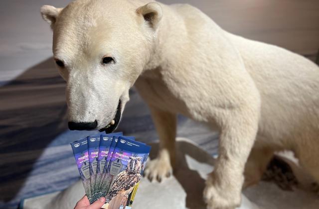 Programmheft April bis August 2026 Eisbär