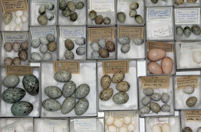 Hier sieht man die Eiersammlung des Naturkundemuseums. Dazu gehören Eier in unterschiedlichsten Größen und Farben.