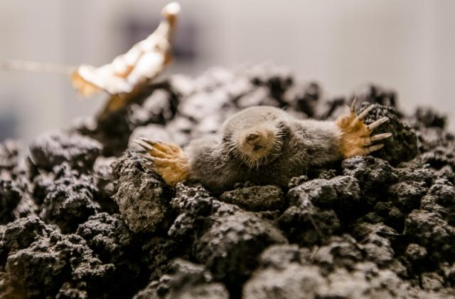 Unterirdischer Architekt: Ein neugieriger Maulwurf erkundet seine Umgebung. (© NKMP