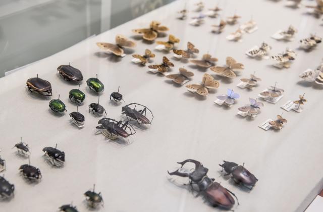 Heimische Käfer und Schmetterlinge Brandenburgs (© NKMP