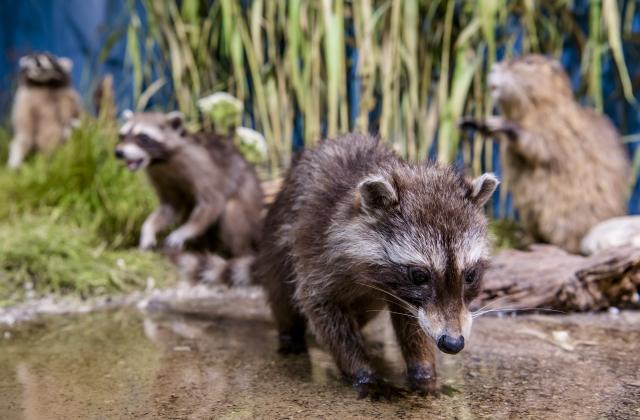 Hier sieht man Waschbär, Nutria und Mink in einer Freidarstellung.