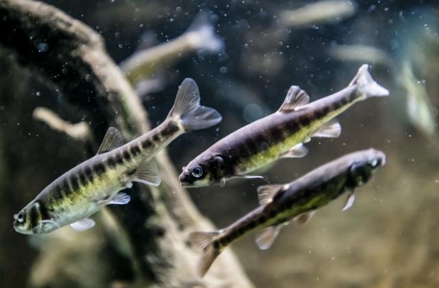 Hier sieht man Elritzen im Frischwasseraquarium.