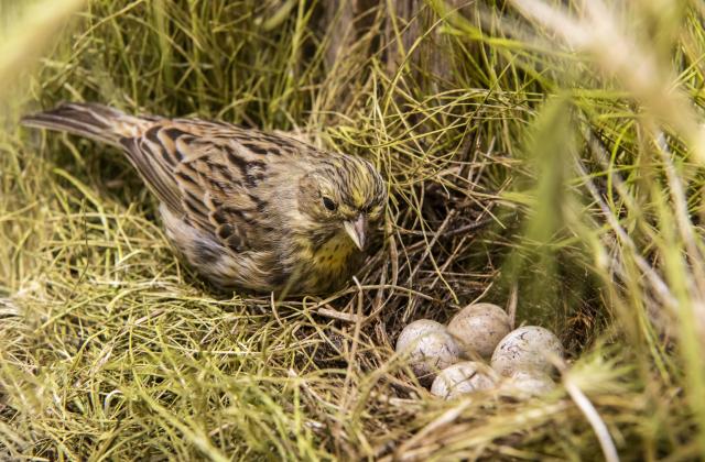 Goldammer-Weibchen mit Nest (© Naturkundemuseum Potsdam
