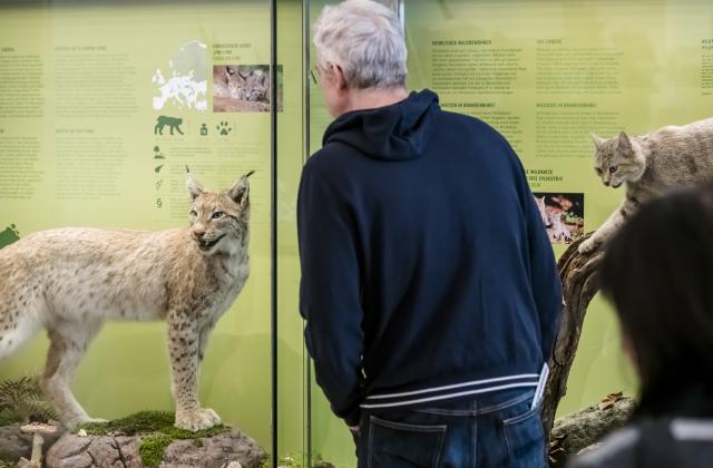 Hier sieht man einen Besucher des Naturkundemuseums der die Vitrinen mit Luchs und Wildkatze begutachtet.