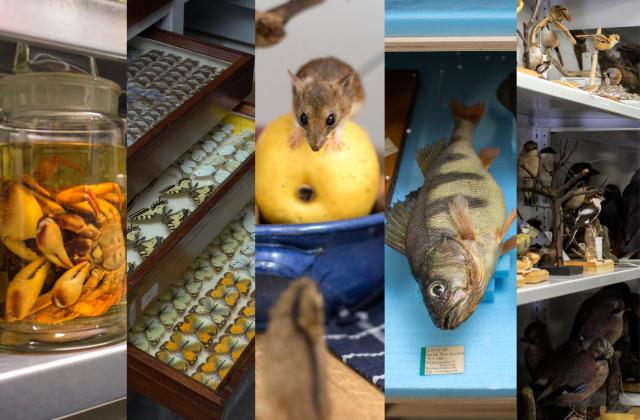Hier sieht man eine Zusammenstellung der unterschiedlichen Sammlungen des Naturkundemusems.