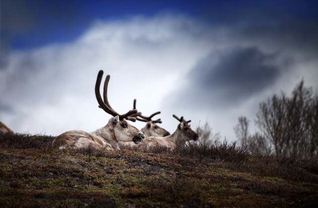 Ein Foto von wildlebenden Rentieren in der Tundra.