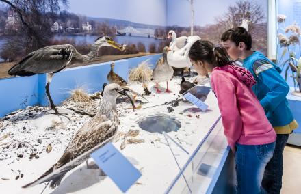 Freidarstellungen heimischer Vogelarten. Hier sieht man Kinder die eine Freidarstellung mit verschiedenen Wasservögeln betrachten.