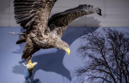 Seeadler mit Fang. Hier sieht man einen Seeadler mitten im Flug mit einem Fisch in seinen Fängen.