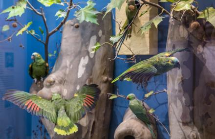 Vitrine mit wilden Papageien, die sich in Deutschland verbreitet haben: Großer Alexandersittich, Halsbandsittich, Gelbkopfamazone und Blaustirnamazone. Hier sieht man die Vitrine mit den verschiedenen wilden Papageien die es in Deutschland gibt.