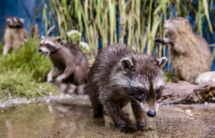 Waschbär, Nutria und Mink als Freidarstellung. Hier sieht man Waschbär, Nutria und Mink in einer Freidarstellung.