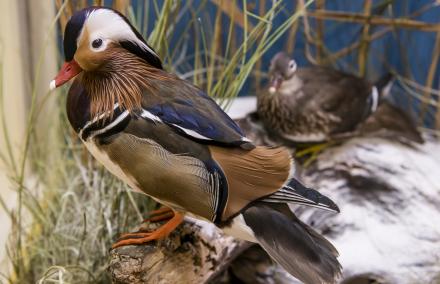 Die Mandarinente wurde als Ziervogel für Parks und Zoologische Gärten nach Europa eingeführt. Hier sieht man eine Mandarinente am Teichufer sitzen.