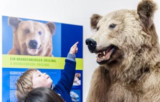 Braunbär Tapsi begrüßt die Museumsgäste