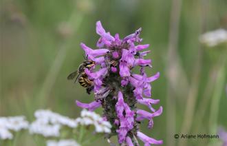Große Gartenwollbiene, Foto: Ariane Hofmann / Hortus Terrigenus e.V.