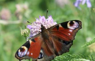 Hier sieht man ein einen roten Schmetterling, der auf einem lila-weißen Blütenstand sitzt.