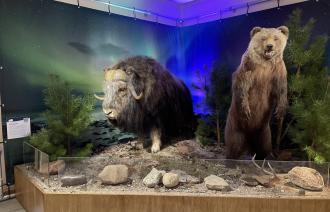 Moschusochse und Braunbär in der Ausstellung "Tiere im Polarlicht" 