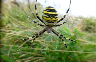 Wespenspinne (Argiope bruennichi)