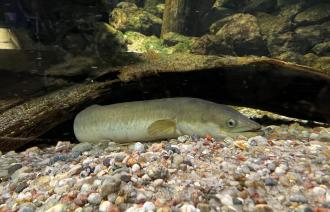 Europäischer Aal im Aquarium des Naturkundemuseums Potsdam