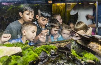 Hier sieht man Kinder, welche in einem Aquarium einen Grasfrosch suchen.