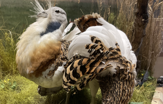 Präparat eines Großtrappen-Männchens (Otis tarda) im neuen Vogelsaal (© NKMP