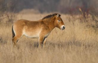 Przewalski-Pferd steht auf einer Wiese ©blickwinkel
