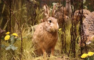Feldhase in der Großtrappen-Vitrine (© Naturkundemuseum Potsdam