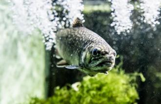 Ein Aquariumsfisch schaut neugierig durch die Scheibe.