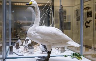 Singschwan im Naturkundemuseum Potsdam (© Naturkundemuseum Potsdam