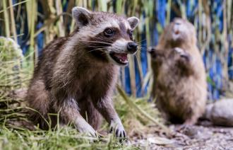 Waschbär-Präparat im Flussufer-Diorama (© Naturkundemuseum Potsdam/