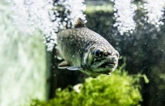 Hier sieht man einen Saibling im Aquarium des Museums