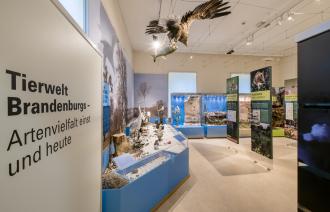 Hier sieht man die Darstellung verschiedener Wasservögel in unserer Ausstellung.