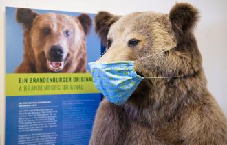 Braunbär Tapsi begrüßt alle Gäste mit Maske (© Naturkundemuseum Potsdam/