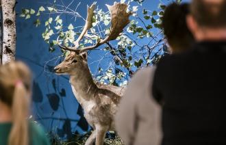 Präparat eines Damhirsches mit Geweihschaufel und geflecktem Sommerfell in der Ausstellung (© Naturkundemuseum Potsdam